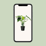 Load image into Gallery viewer, Alocasia cucullata (Elephant ear) - Ø19cm - ↕55cm
