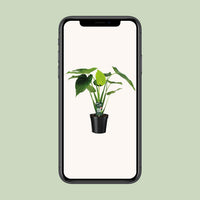 Alocasia cucullata (Elephant ear) - Ø19cm - ↕55cm