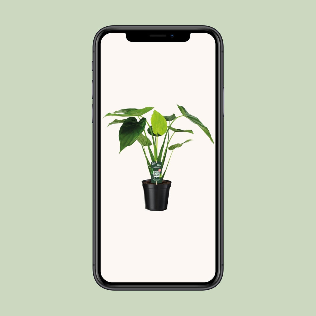 Alocasia cucullata (Elephant ear) - Ø19cm - ↕55cm