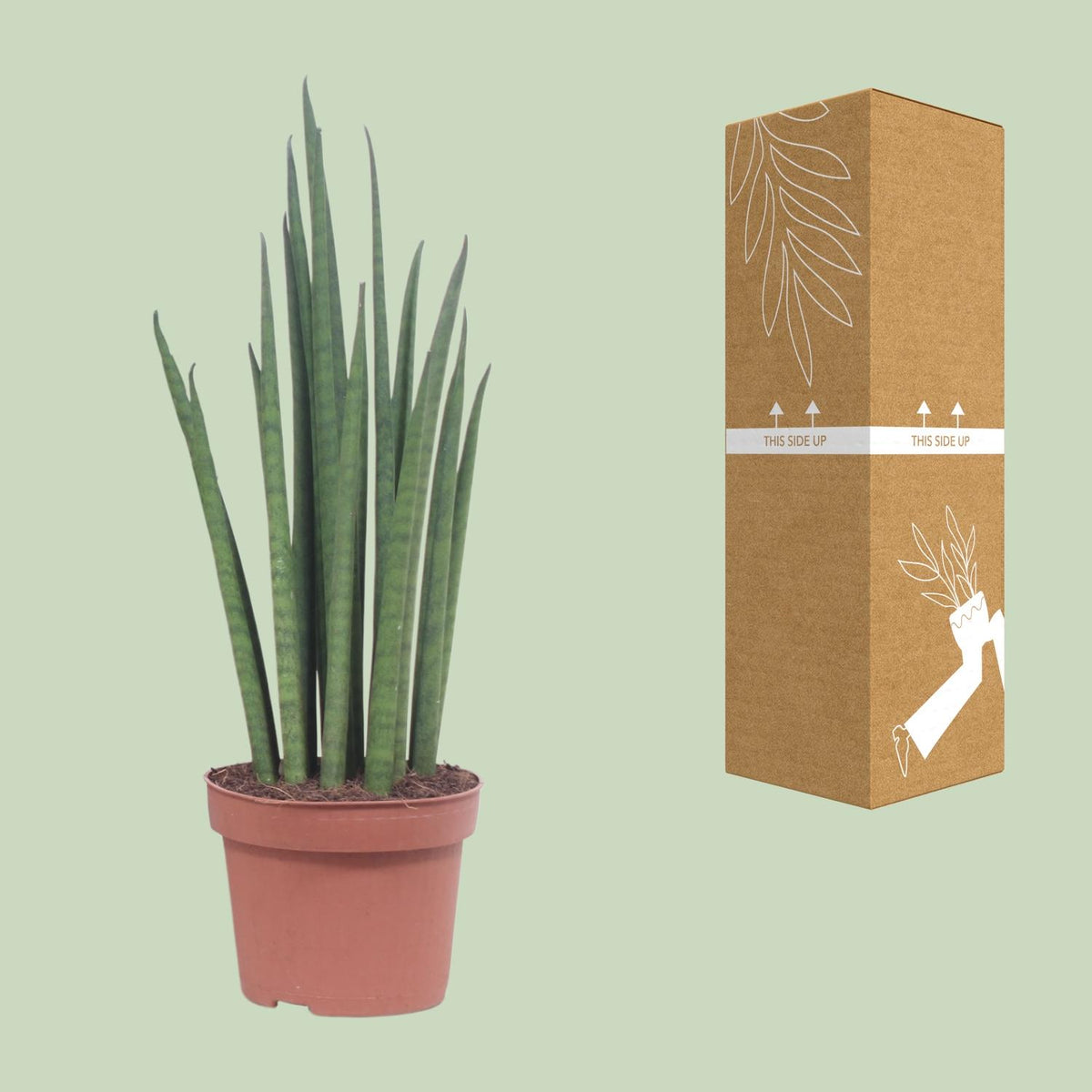 Sansevieria bacularis 'Mikado' - Ø12cm - ↕40cm