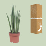 Load image into Gallery viewer, Sansevieria bacularis &#39;Mikado&#39; - Ø12cm - ↕40cm
