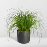 Load image into Gallery viewer, Cyperus alternifolius (Cat grass) - Ø12cm - ↕20cm
