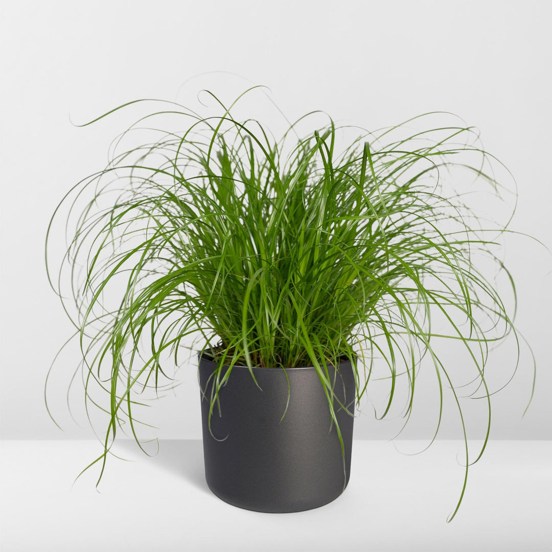 Cyperus alternifolius (Cat grass) - Ø12cm - ↕20cm