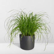 Cyperus alternifolius (Cat grass) - Ø12cm - ↕20cm