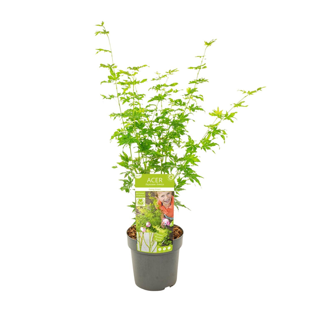 Acer palmatum 'Going Green' - Ø19cm - ↕50cm