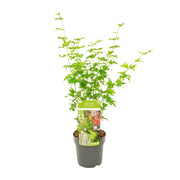 Acer palmatum 'Going Green' - Ø19cm - ↕50cm