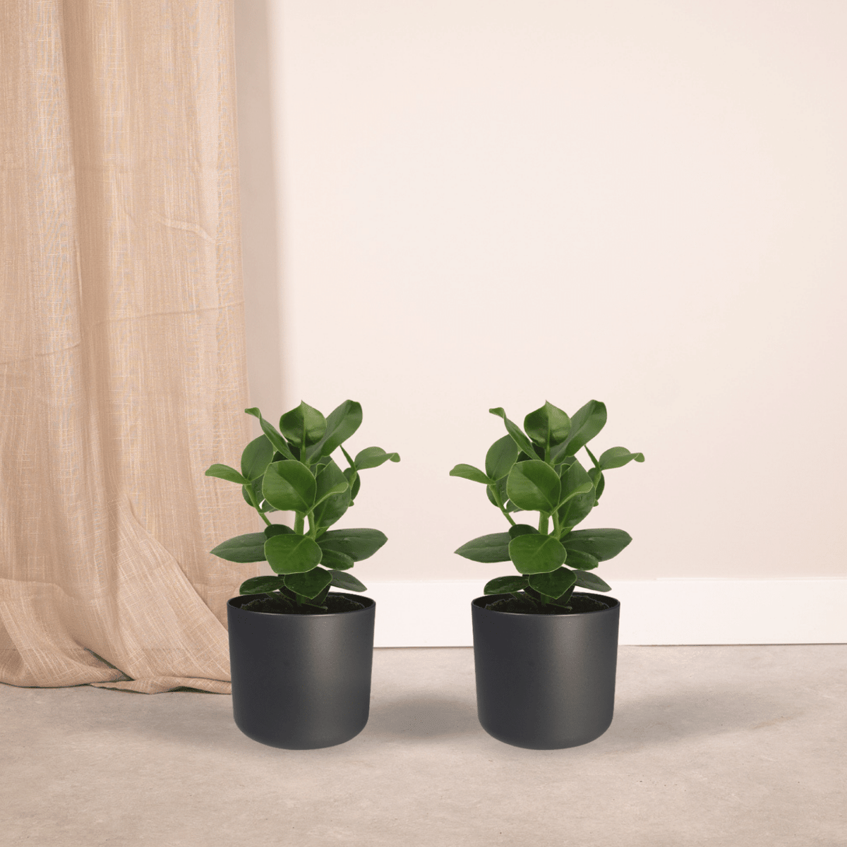 Clusia Princess (Signature Tree) - 2 plants - Ø12cm - ↕15cm