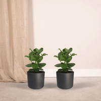 Clusia Princess (Signature Tree) - 2 plants - Ø12cm - ↕15cm