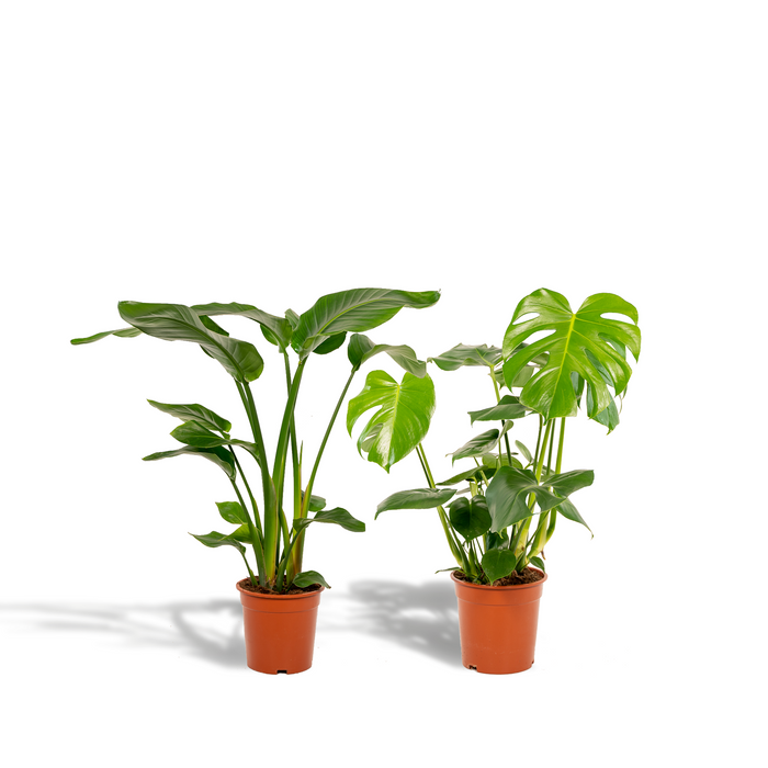 Tropical Duo - Strelitzia nicolai - Ø19cm - ↕85cm + Monstera deliciosa - Ø21cm - ↕75cm