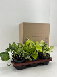 Epipremnum mix - 6 plants - Ø12cm - ↕15cm