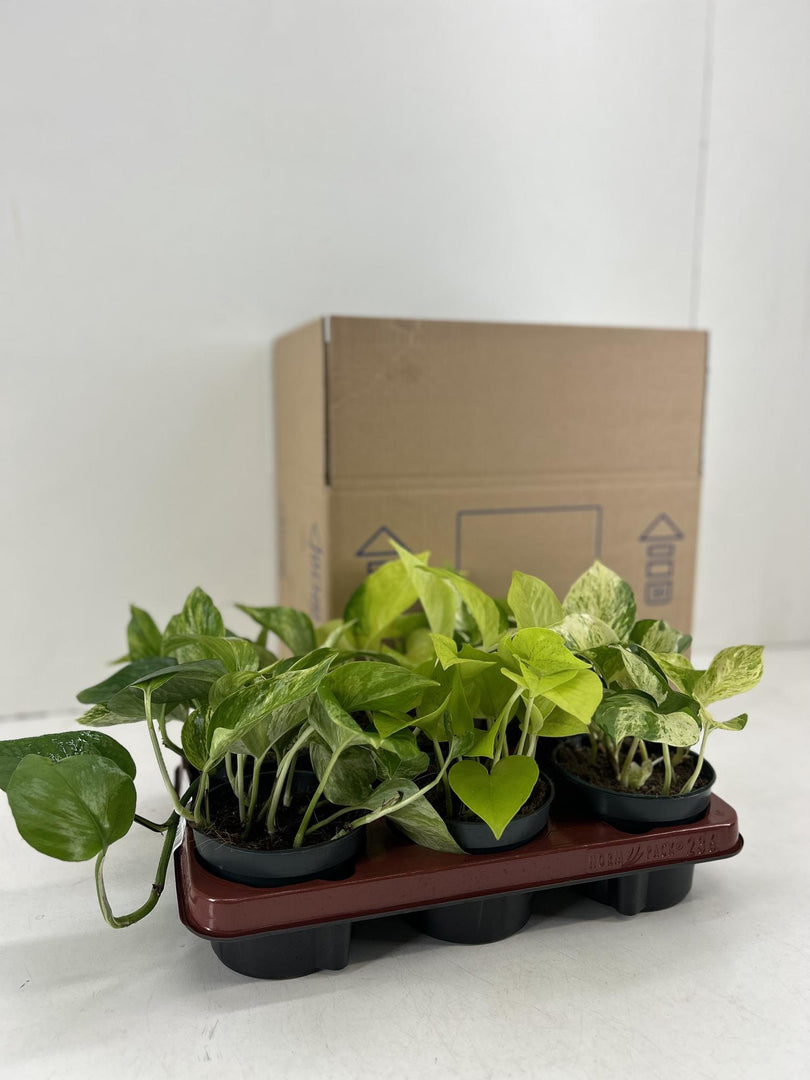 Epipremnum mix - 6 plants - Ø12cm - ↕15cm