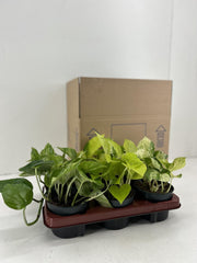 Epipremnum mix - 6 plants - Ø12cm - ↕15cm