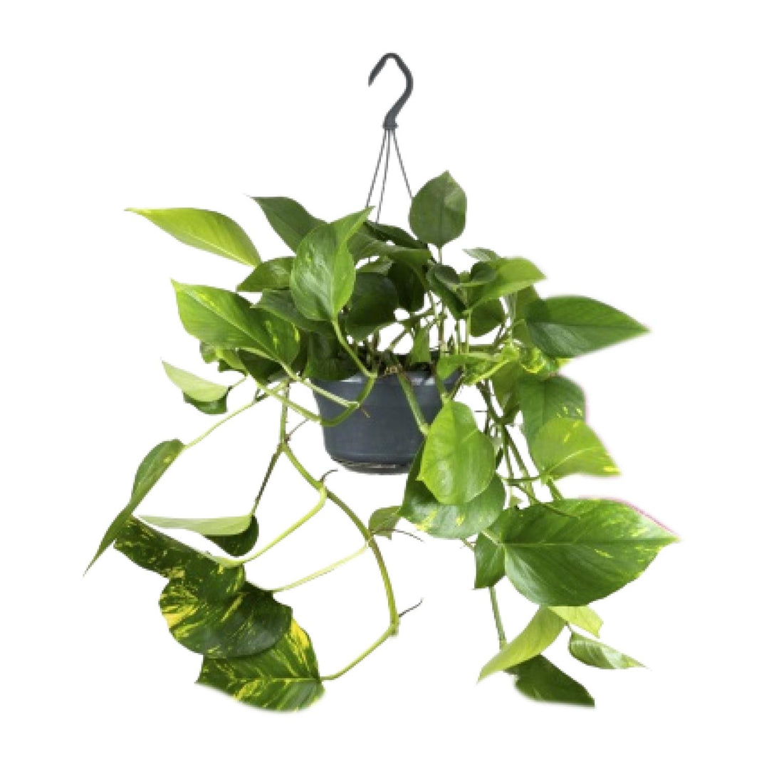 Epipremnum aureum  - Ø15cm - ↕25cm