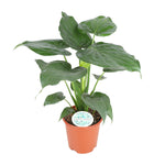 Load image into Gallery viewer, Alocasia cucullata - Ø21cm - ↕80cm