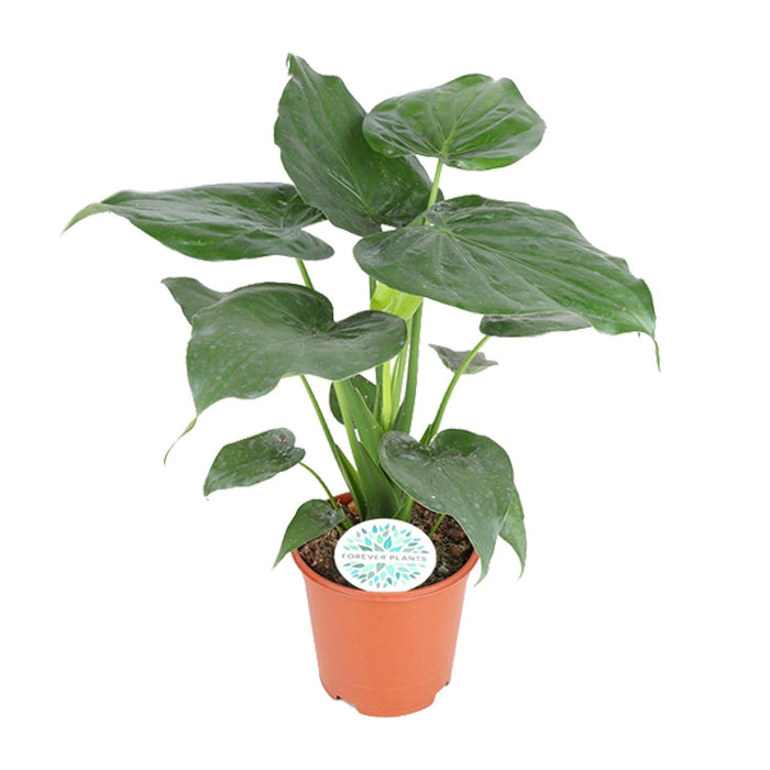 Alocasia cucullata - Ø21cm - ↕80cm