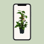 Load image into Gallery viewer, Epipremnum (Scindapsus) - Ø15cm - ↕50cm
