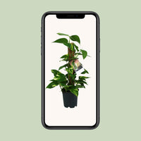 Epipremnum (Scindapsus) - Ø15cm - ↕50cm