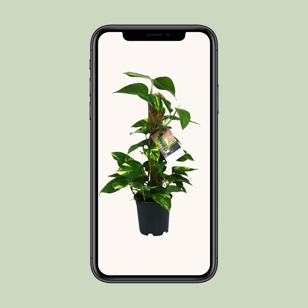 Epipremnum (Scindapsus) - Ø15cm - ↕50cm