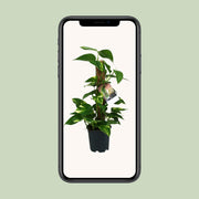 Epipremnum (Scindapsus) - Ø15cm - ↕50cm