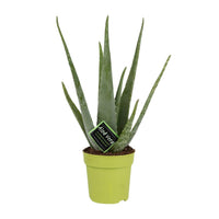 Aloe vera - Ø12cm - ↕45cm