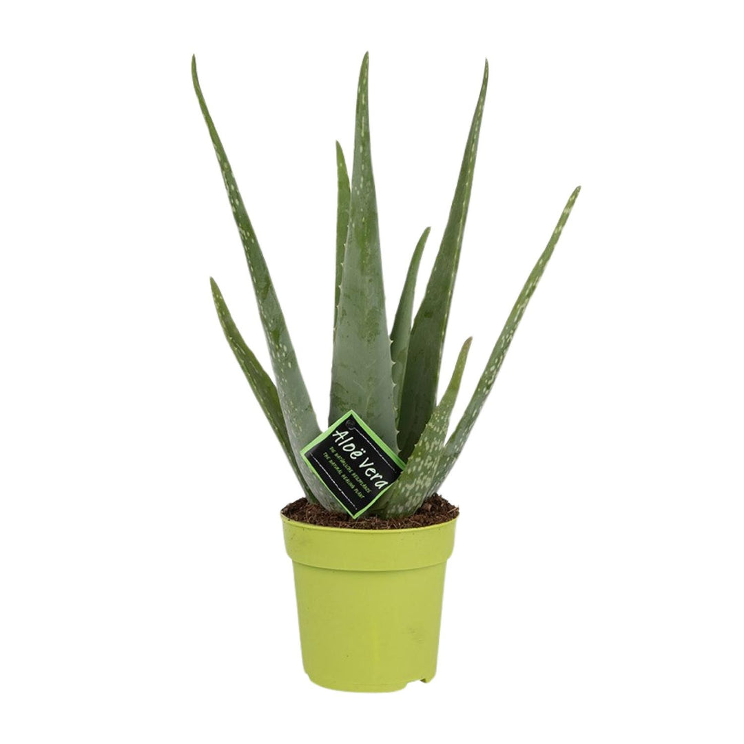 Aloe vera - Ø12cm - ↕45cm