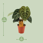 Load image into Gallery viewer, Anthurium clarinervium - Ø15cm - ↕25cm