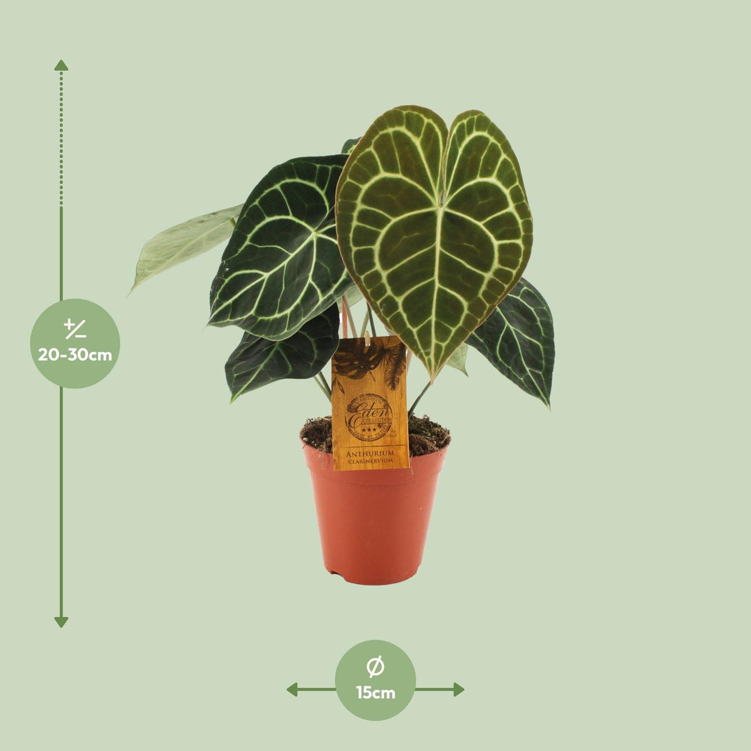 Anthurium clarinervium - Ø15cm - ↕25cm