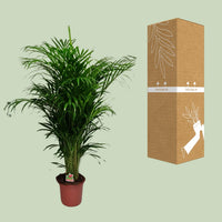 Dypsis lutescens - Ø24cm - ↕125cm