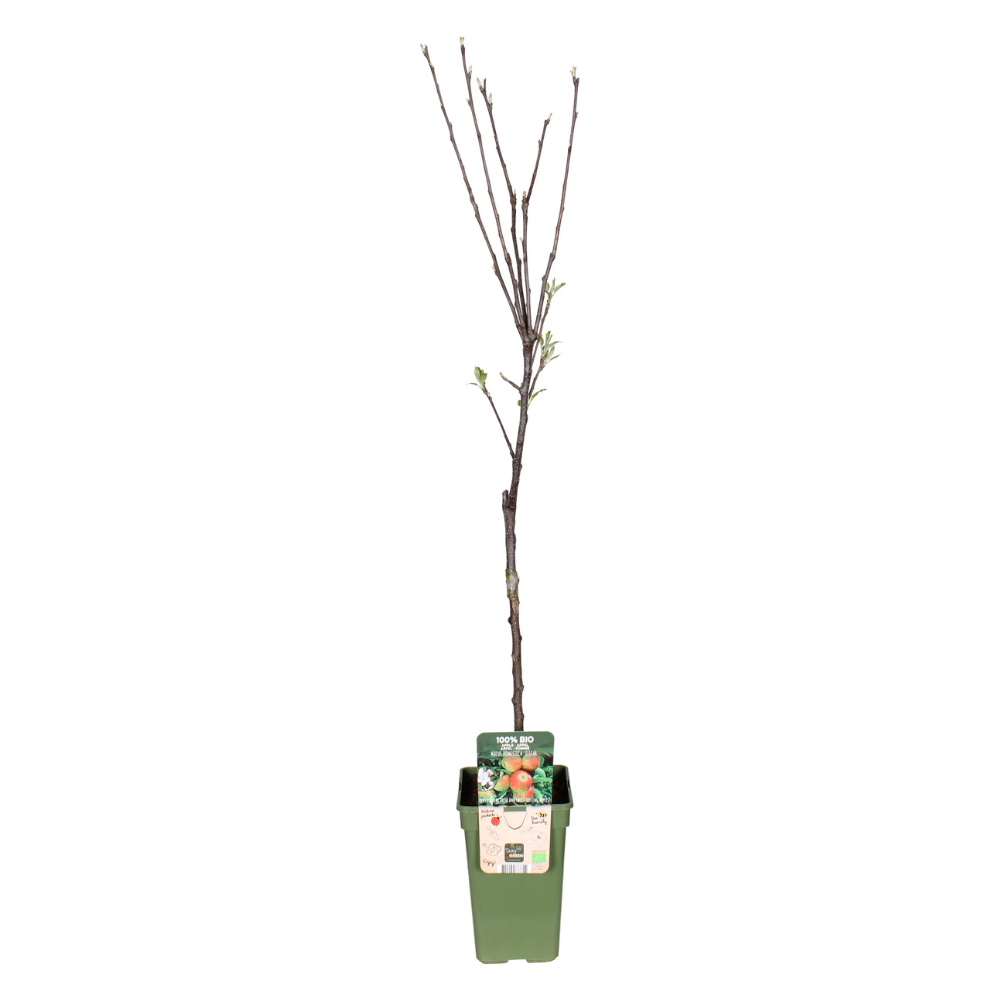 Malus Domestica Elstar (Apple Tree) - Ø19cm - ↕60cm