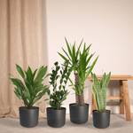 Load image into Gallery viewer, Easy plant box - 4 indoor plants - Various heights - Ø14-17cm - h 40-85cm
