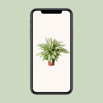 Load image into Gallery viewer, Dieffenbachia seguine &#39;Vesuvius&#39; - Ø27cm - ↕80cm
