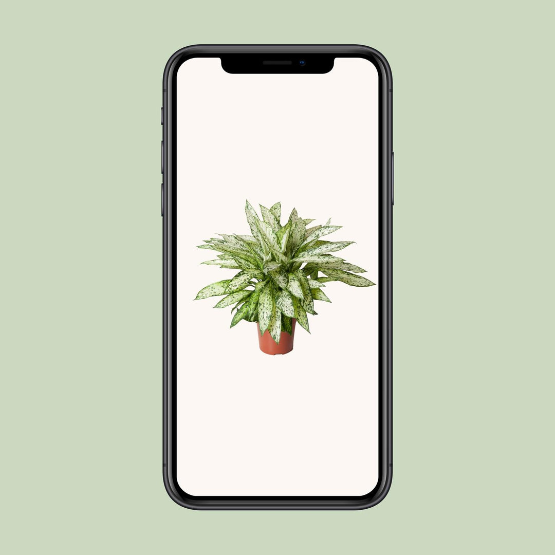 Dieffenbachia seguine 'Vesuvius' - Ø27cm - ↕80cm