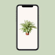 Dieffenbachia seguine 'Vesuvius' - Ø27cm - ↕80cm