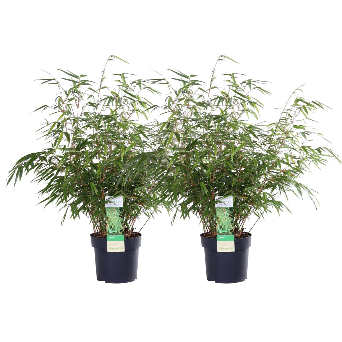 Fargesia rufa (Bambù) - 2 piante - Ø19 ↨60cm