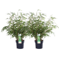 Fargesia rufa (Bambù) - 2 piante - Ø19 ↨60cm