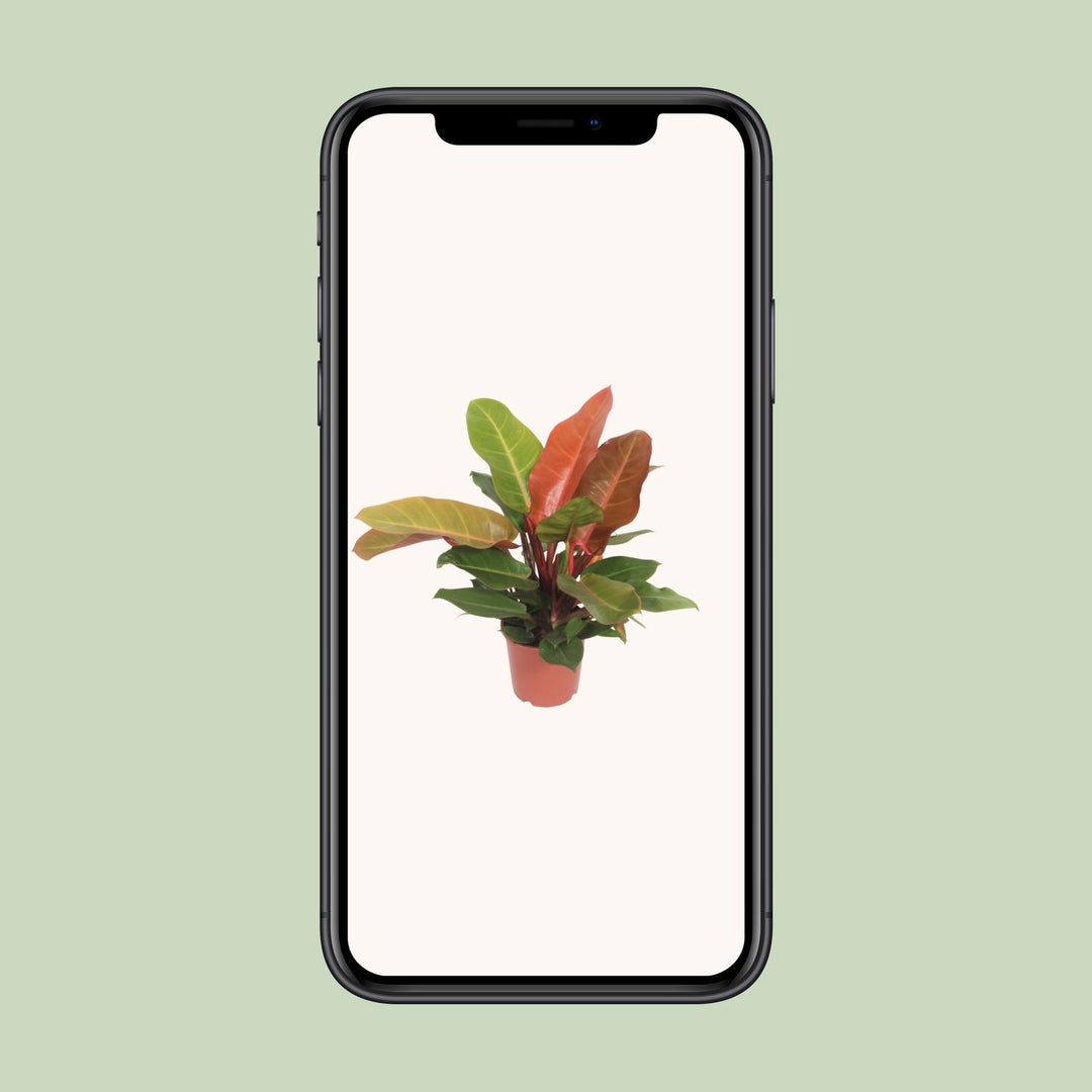 Philodendron erubescens 'Prince of Orange' - Ø17cm - ↕45cm