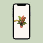 Philodendron erubescens 'Prince of Orange' - Ø17cm - ↕45cm