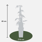 Load image into Gallery viewer, Clematis Montana &#39;Fragrant Spring&#39; - 3 plants - ↨65cm - Ø15
