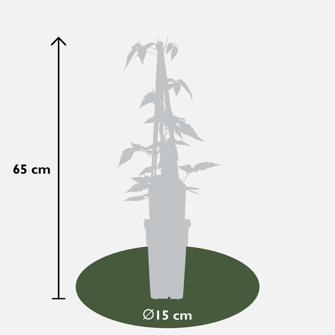 Clematis Montana 'Fragrant Spring' - 3 plants - ↨65cm - Ø15