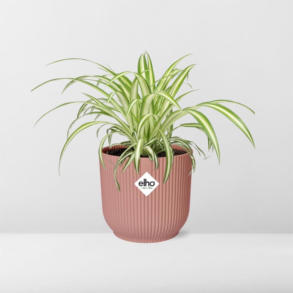 Chlorophytum comosum variegatum in Vaso ELHO Vibes Fold, Rosa, Ø14cm - ↕15cm