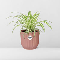 Chlorophytum comosum variegatum in Vaso ELHO Vibes Fold, Rosa, Ø14cm - ↕15cm