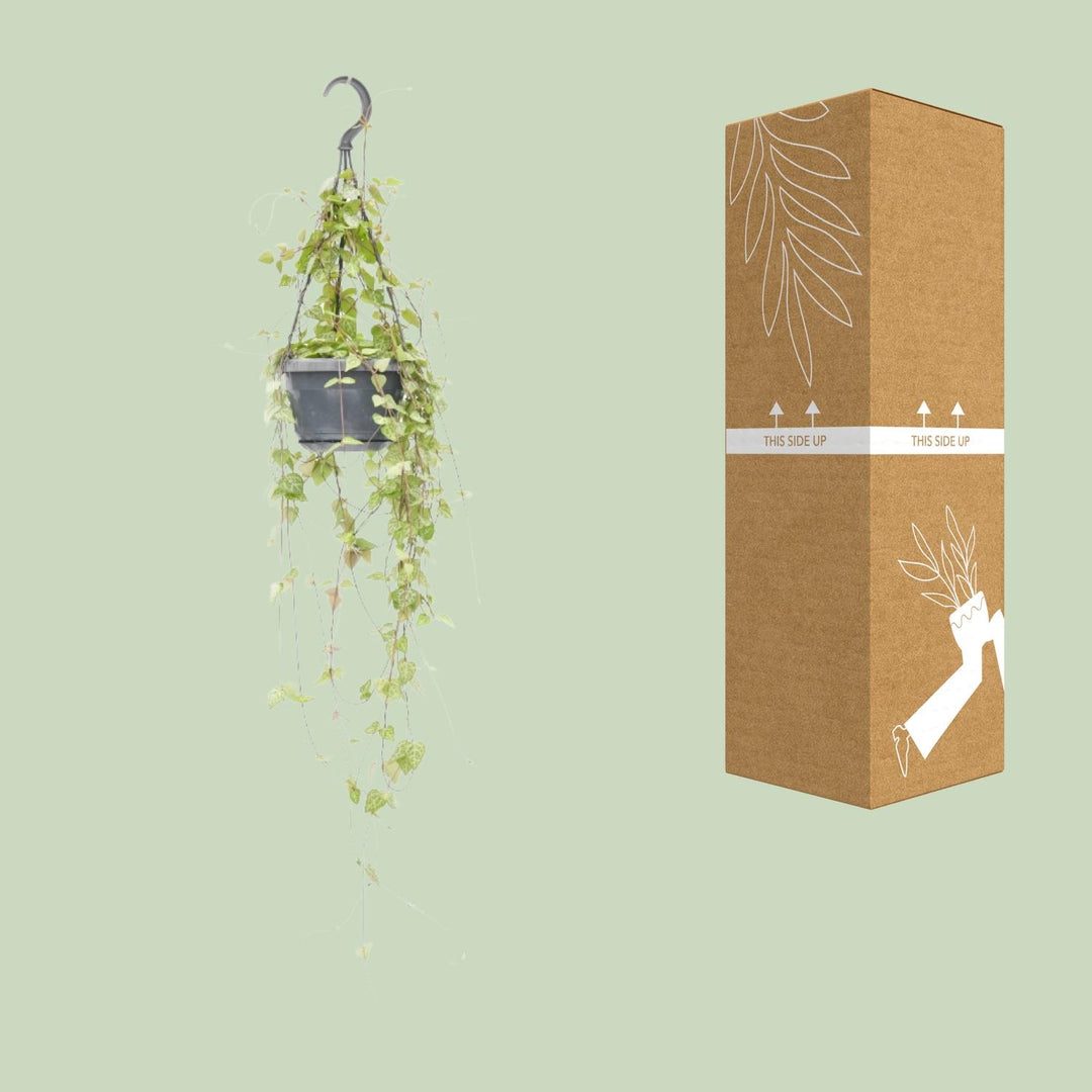 Ceropegia linearis 'Iris' - Ø14cm - ↕40cm