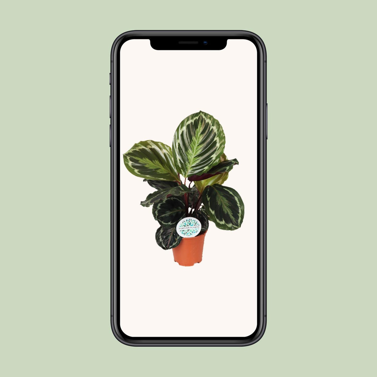 Calathea roseopicta 'Medallion' - Ø14cm - ↕45cm