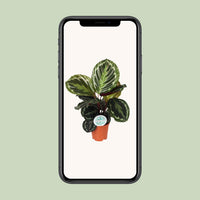 Calathea roseopicta 'Medallion' - Ø14cm - ↕45cm