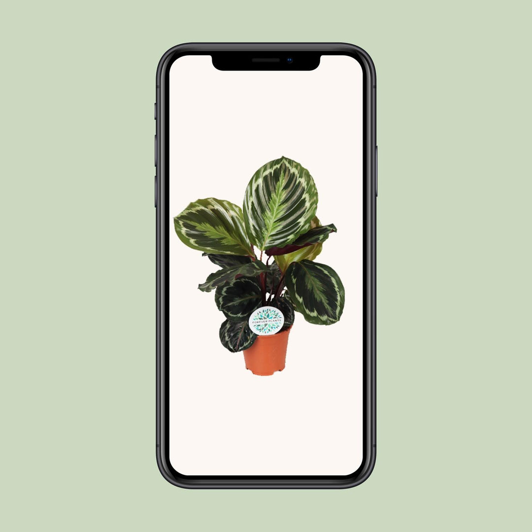 Calathea roseopicta 'Medallion' - Ø14cm - ↕45cm