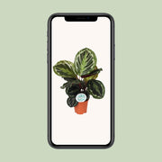 Calathea roseopicta 'Medallion' - Ø14cm - ↕45cm