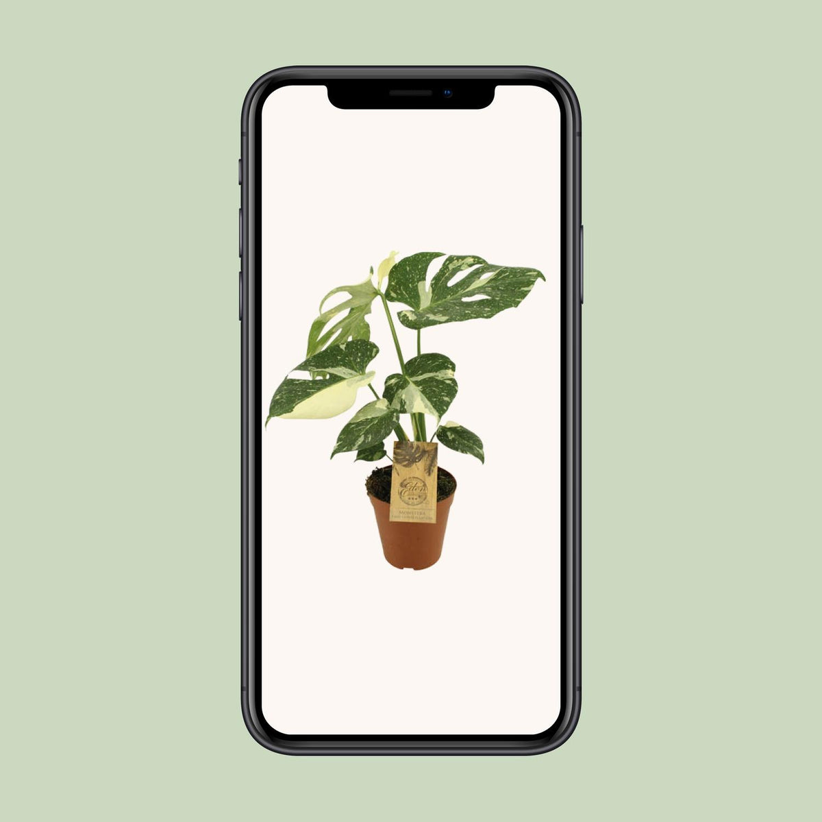 Monstera deliciosa 'Thai Constellation' - Ø15cm - ↕50cm