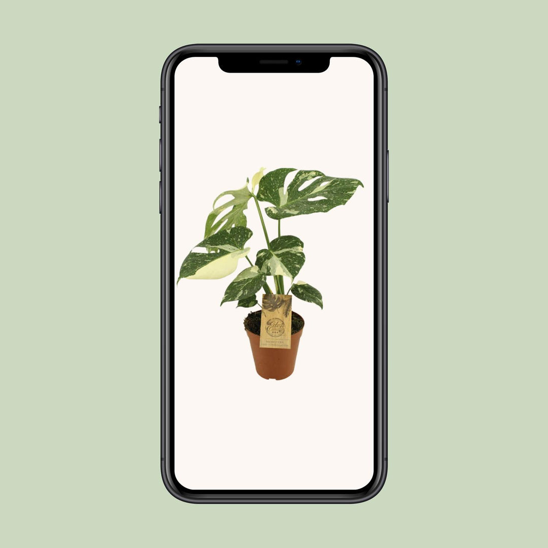 Monstera deliciosa 'Thai Constellation' - Ø15cm - ↕50cm