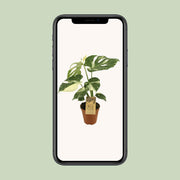 Monstera deliciosa 'Thai Constellation' - Ø15cm - ↕50cm