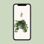 Load image into Gallery viewer, Hedera helix 'Groen' in White Basic Hangpot - Ø17cm - 45↕cm